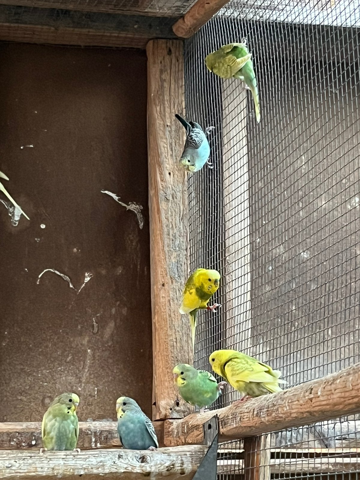 Grasparkietjes, Plusieurs animaux, Perruche