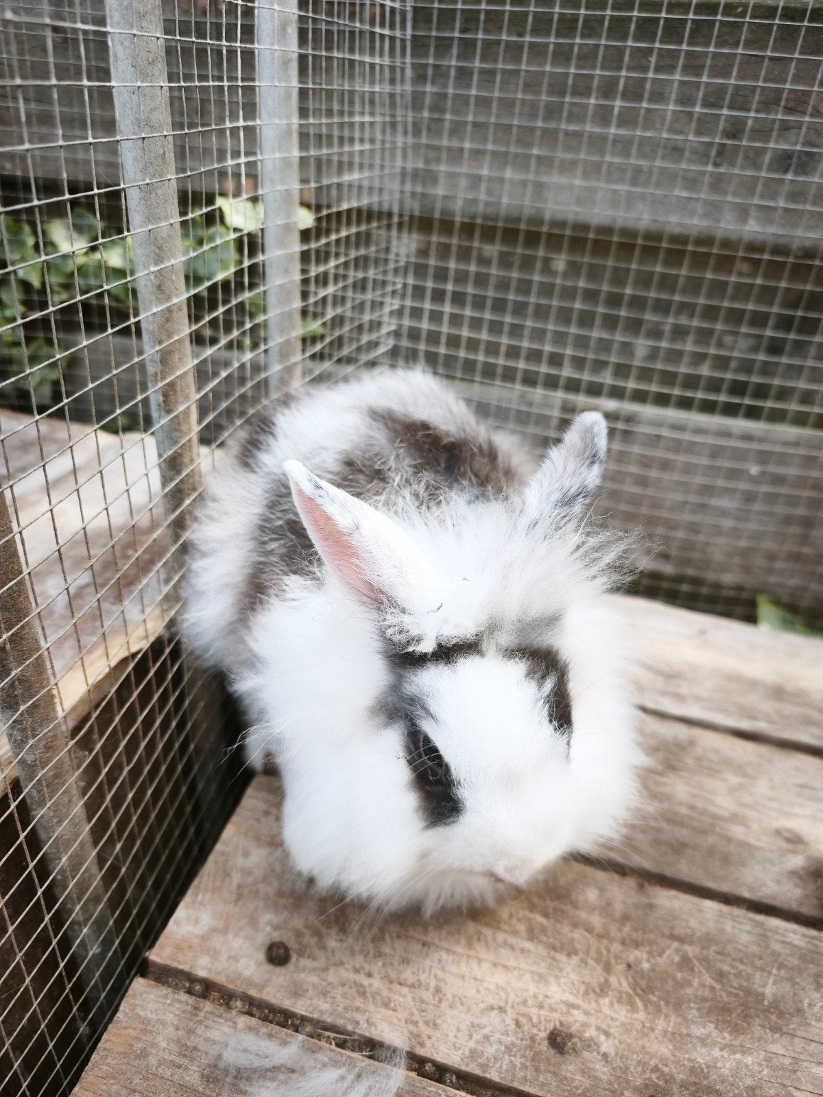 konijntjes vrouwtjes 10 weken vosjes, Dieren en Toebehoren, Vrouwelijk, 0 tot 2 jaar