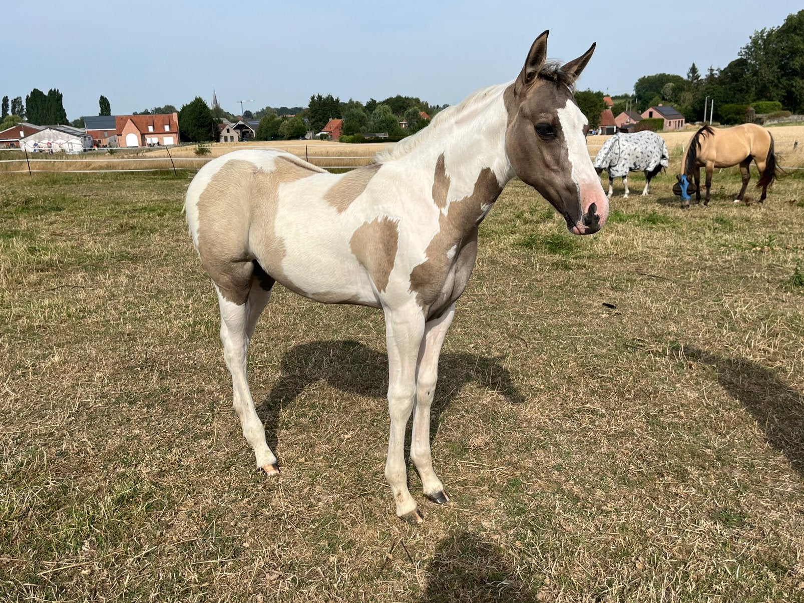Uniek grullo tobiano merrieveulen, Dieren en Toebehoren, Met stamboom, Niet van toepassing, 0 tot 2 jaar, Recreatiepony