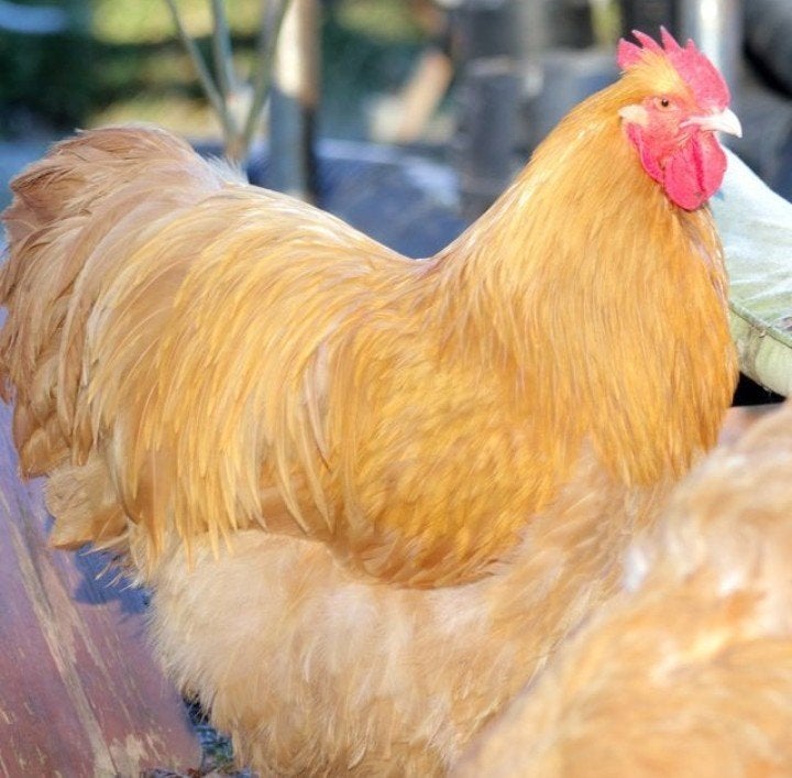 Orpington Buff van Duitse bloedlijnen, Mâle, Poule ou poulet