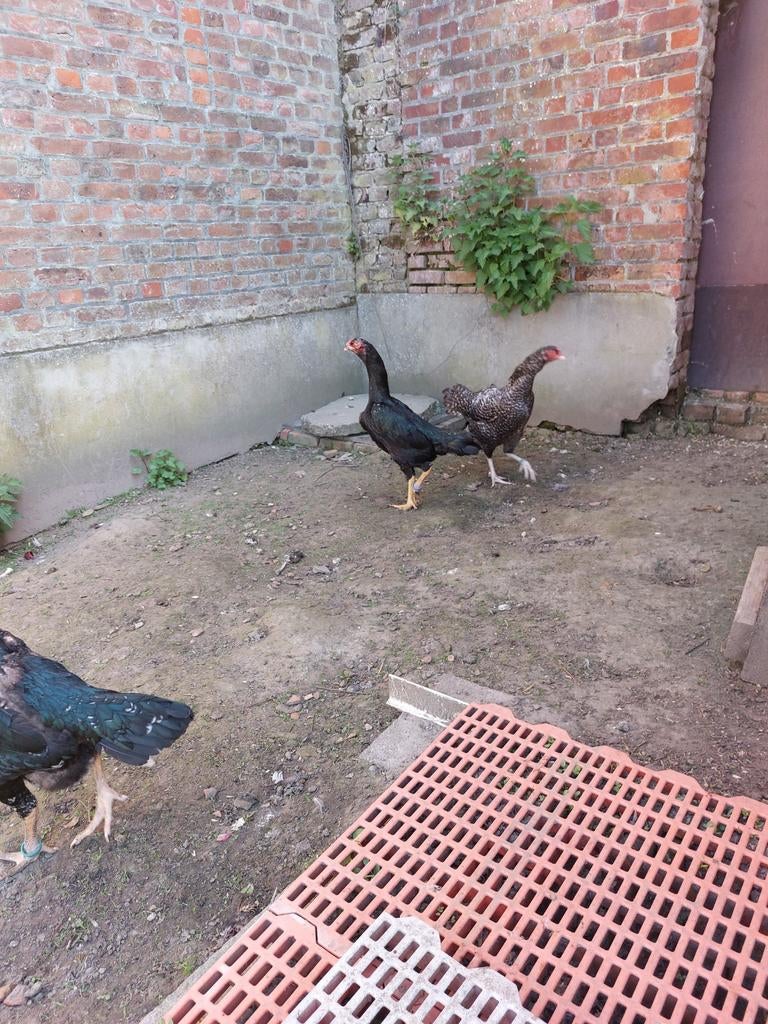 Trio Japanse shamoś, Dieren en Toebehoren, Pluimvee