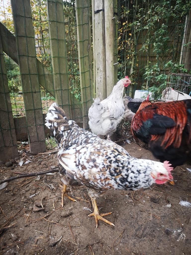 Poule leghorn mille fleurs, Dieren en Toebehoren, Pluimvee