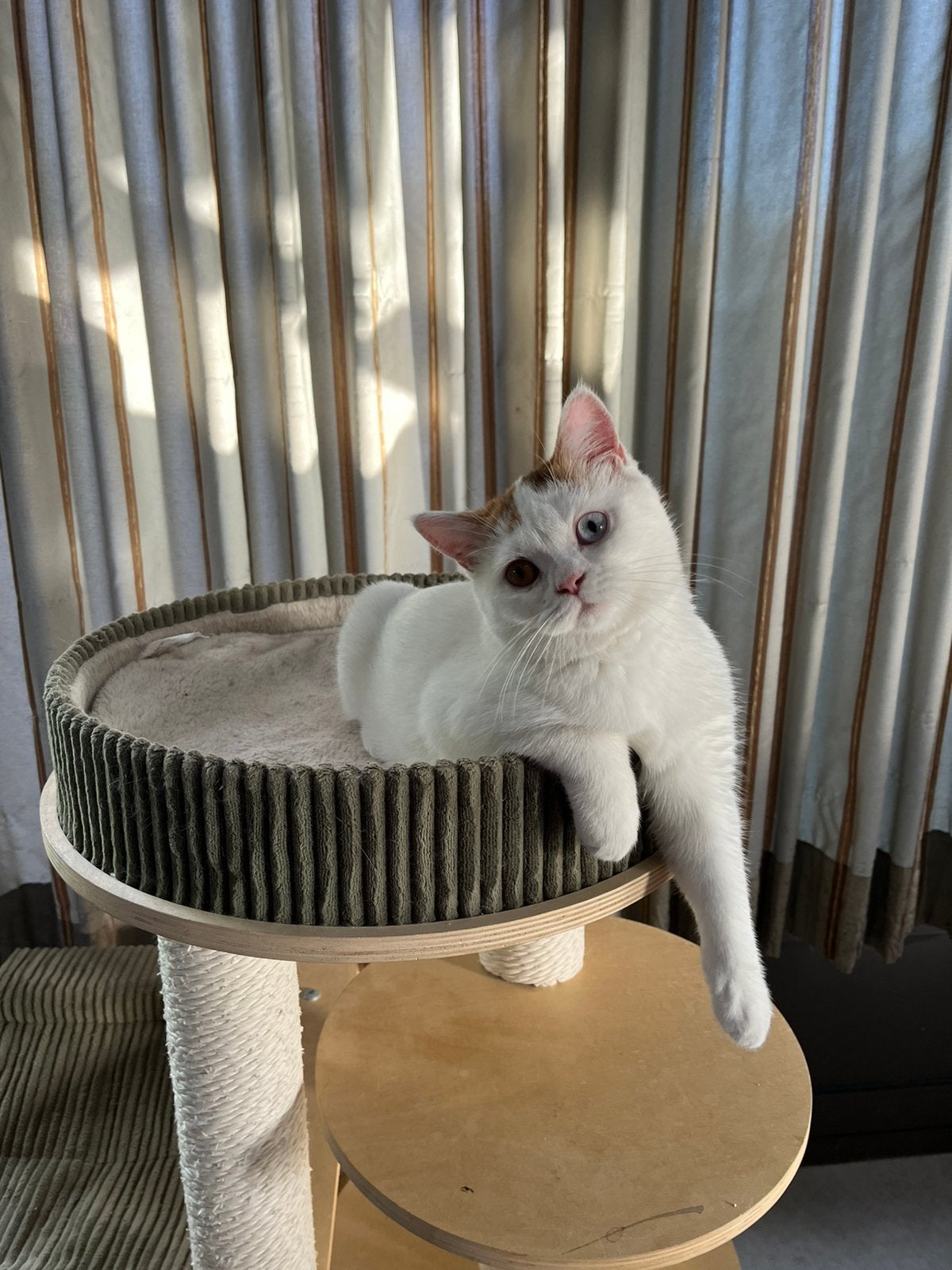 Brits korthaar - odd eye, Poes, Gechipt, 0 tot 2 jaar