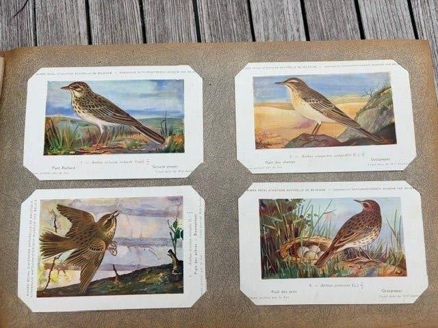 Briefkaarten met vogels, Ophalen of Verzenden, 1940 tot 1960, Ongelopen
