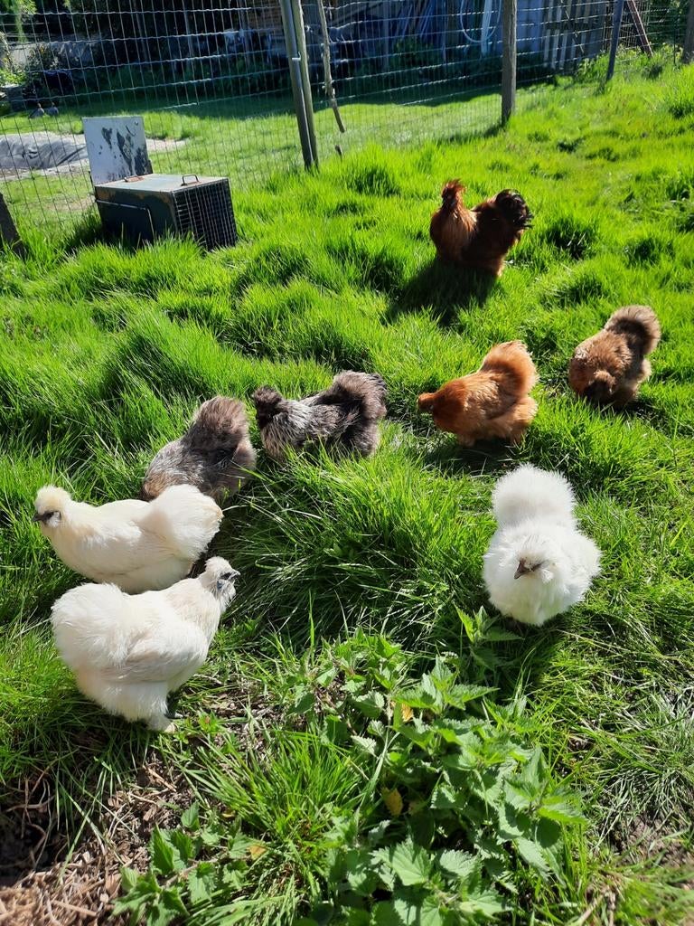Jonge poelen zijdehoenders sierkippen, Dieren en Toebehoren, Pluimvee, Vrouwelijk