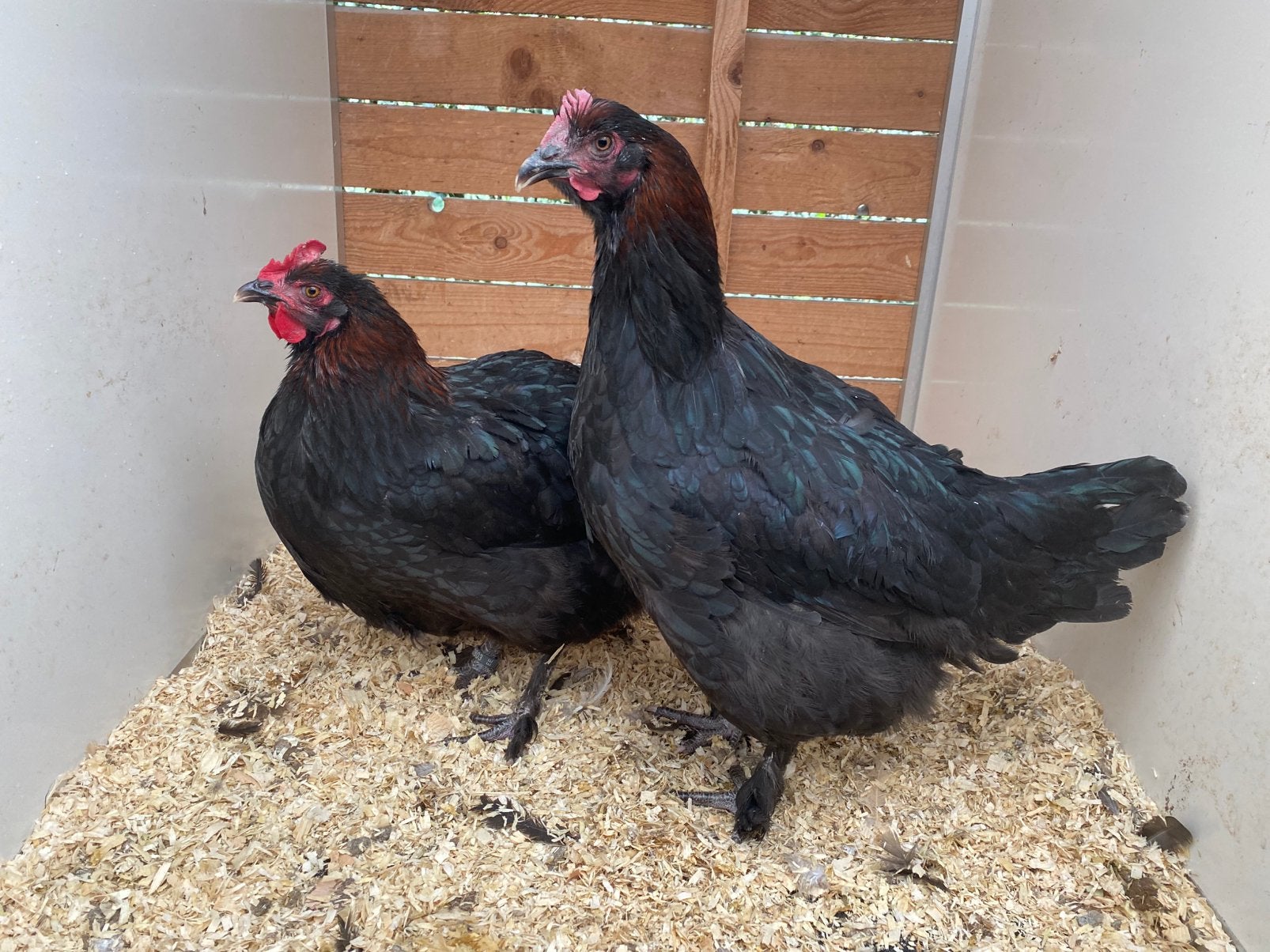 2 marans zwart-koper hennen 2026, Dieren en Toebehoren, Pluimvee