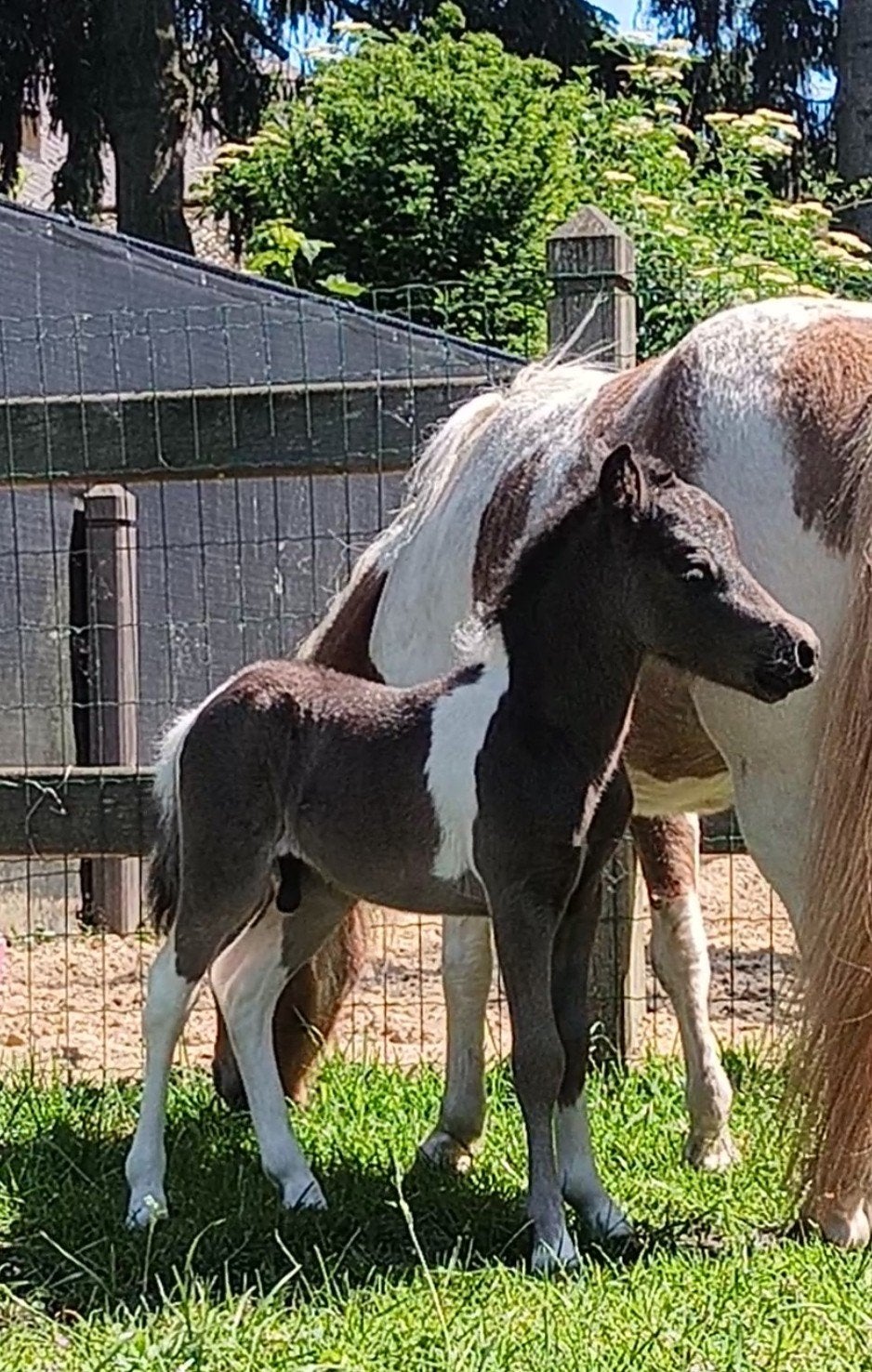 Amerikaans miniatuur paardje TOPPER, Dieren en Toebehoren, Hengst
