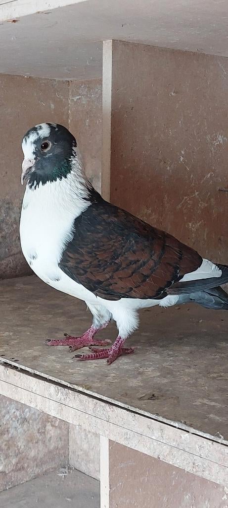 Duiven, Dieren en Toebehoren