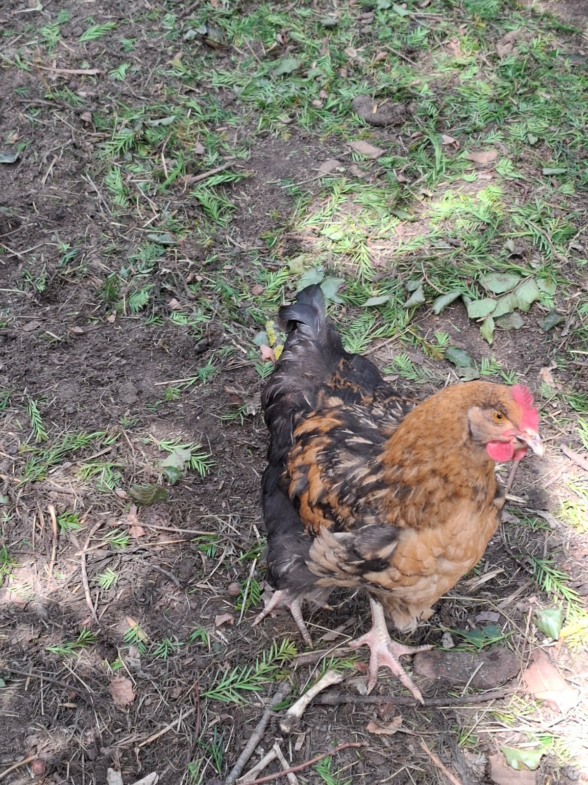 Mooie jonge haan, Dieren en Toebehoren, Pluimvee