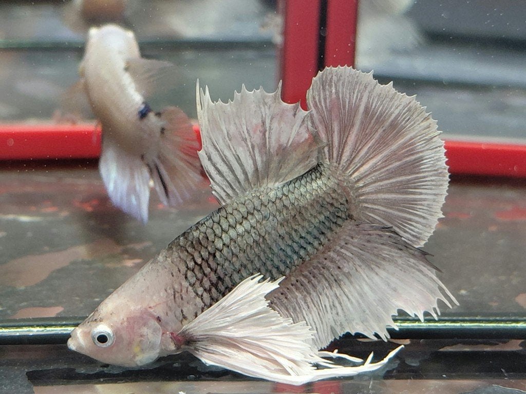 Dumbo ear betta man, Dieren en Toebehoren, Vissen | Aquariumvissen, Vis