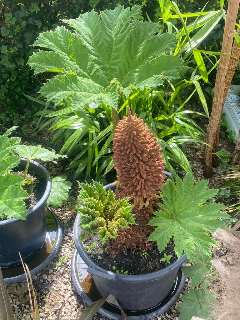 Gunnera manicata - Mammoetblad, Jardin & Terrasse, Plantes | Jardin, Enlèvement