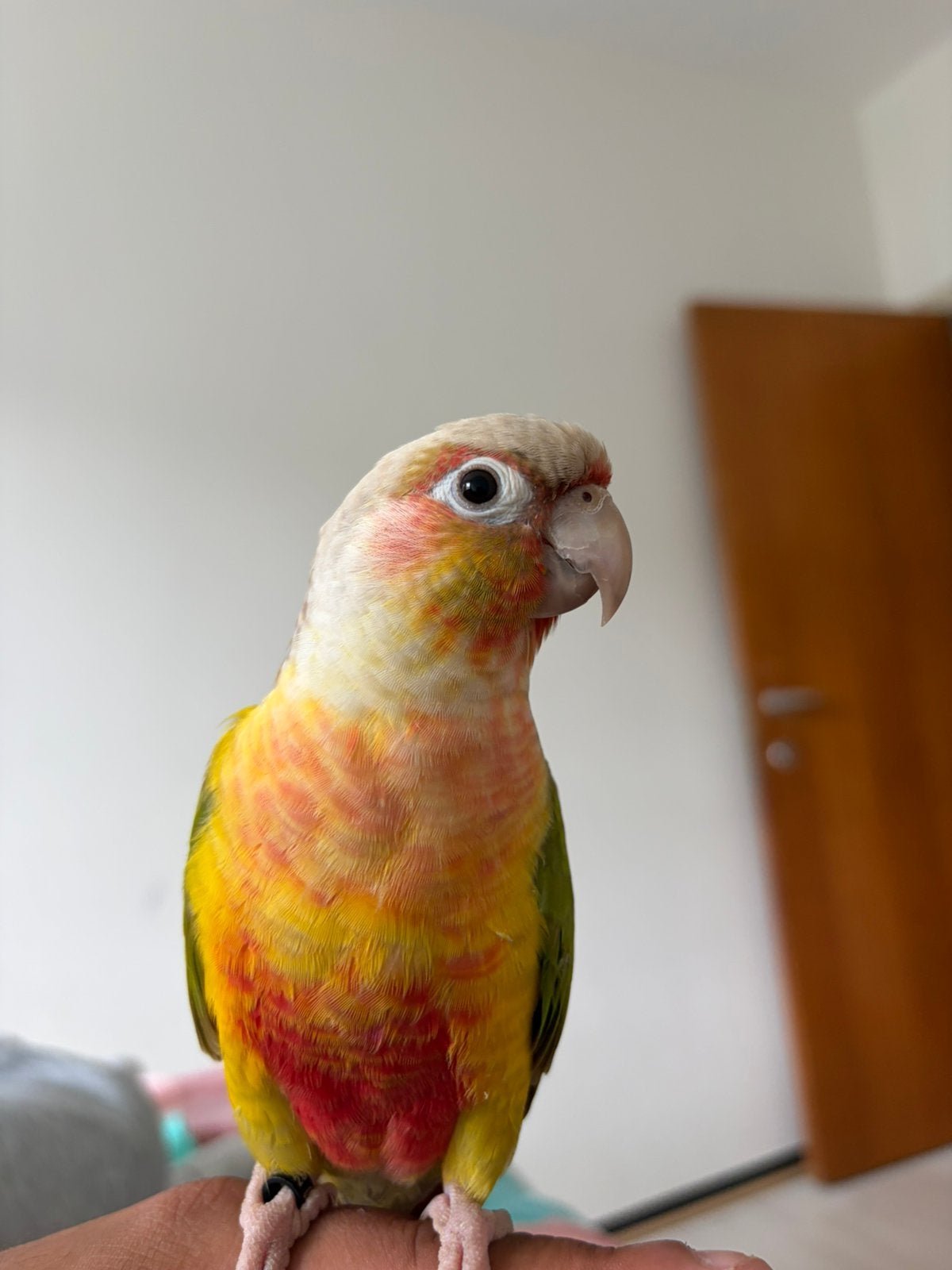 Pyrrhura Molinae, Animaux & Accessoires, Oiseaux | Accessoires, Enlèvement ou Envoi