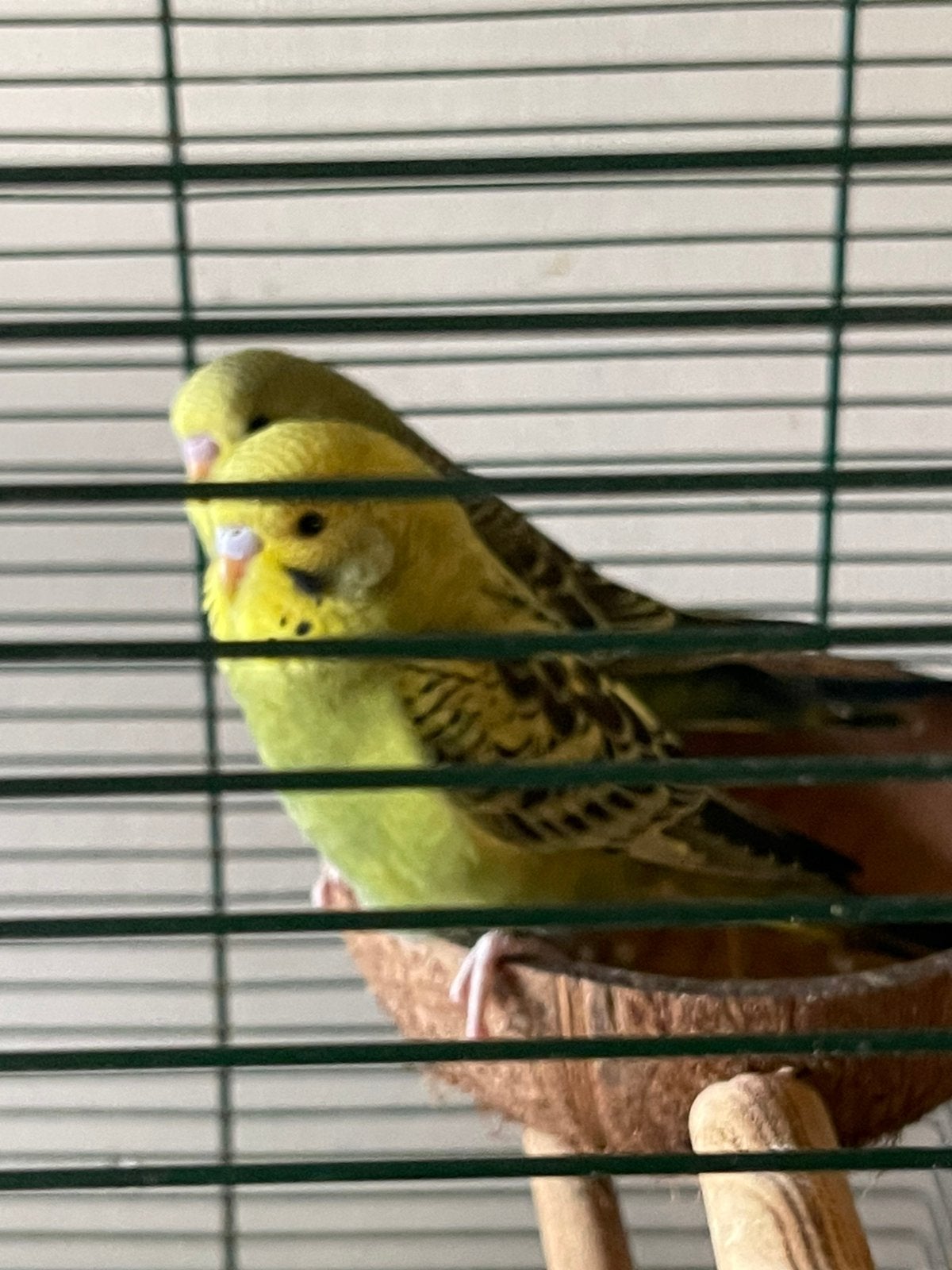 Grasparkietjes te koop, Dieren en Toebehoren
