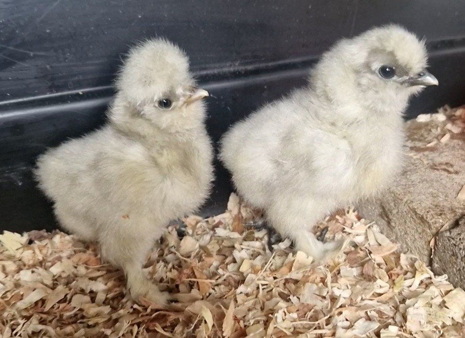 USA zijdehoen kuikentjes, Dieren en Toebehoren, Pluimvee