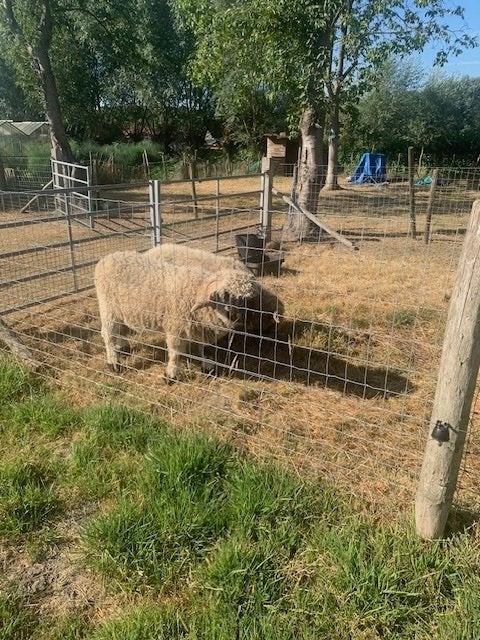 mooie ram Wallisser Zwartneus, Mâle, Mouton, 0 à 2 ans