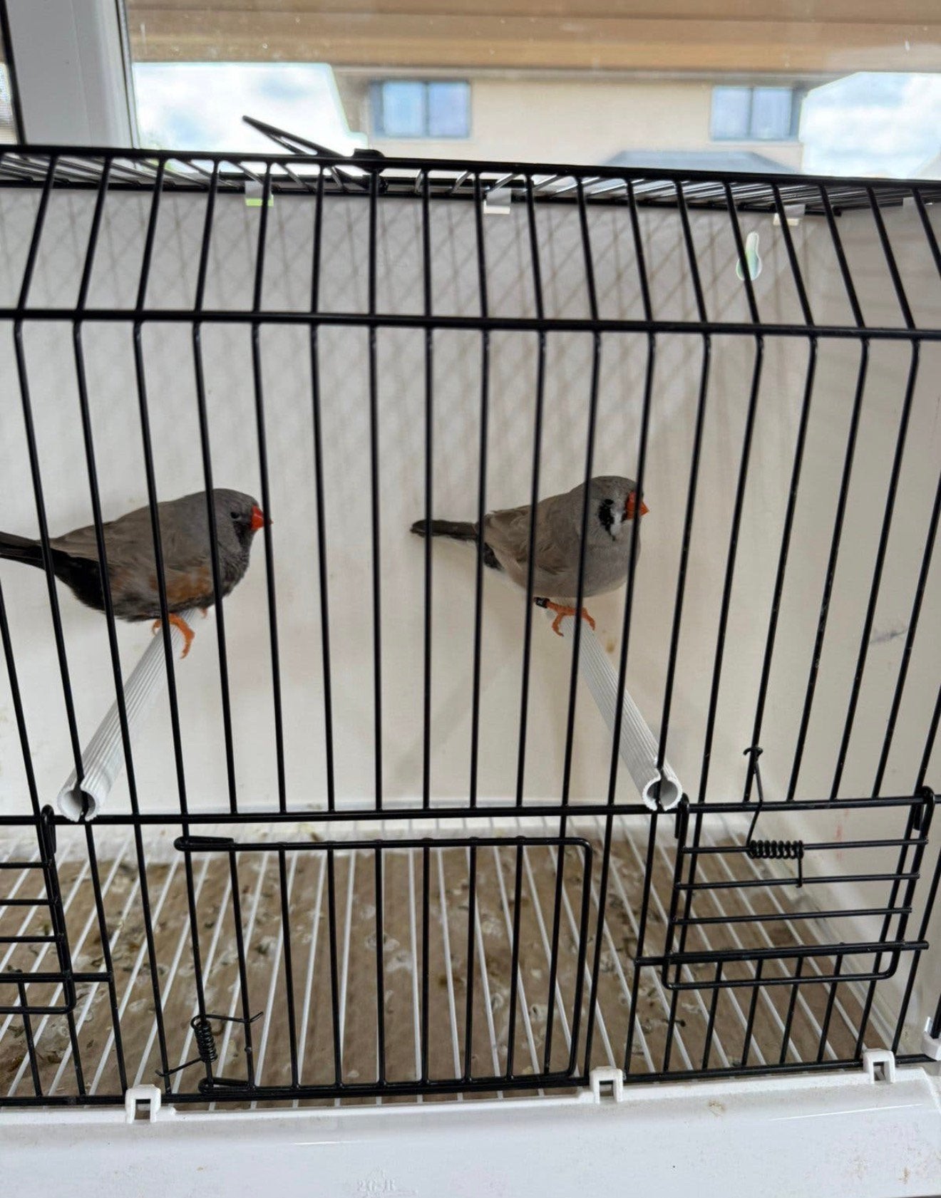 Koppel bleekrug Charcoal vol x split zebravinken exoten, Dieren en Toebehoren, Vogels | Overige Vogels, Geringd