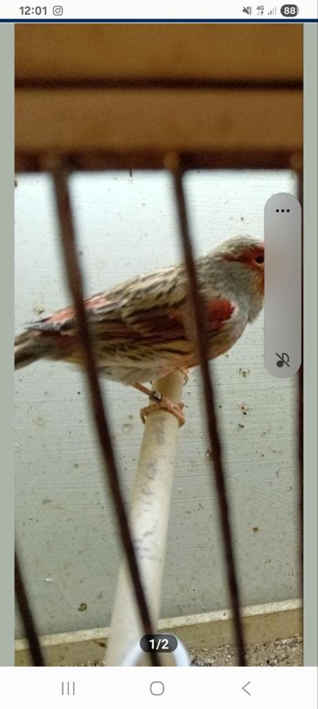 Koppel harlekijn kanaries, Dieren en Toebehoren