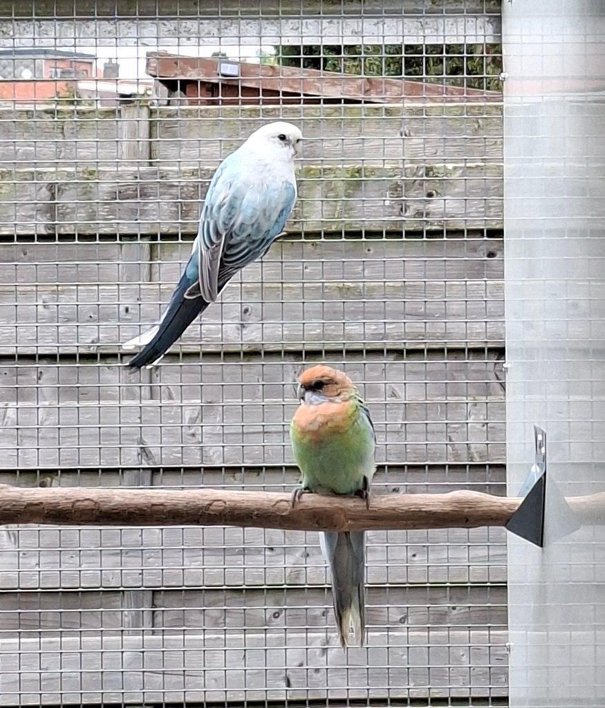Rosella's: blauw golden, oranje / golden opaline, Plusieurs animaux, Perruche, Bagué