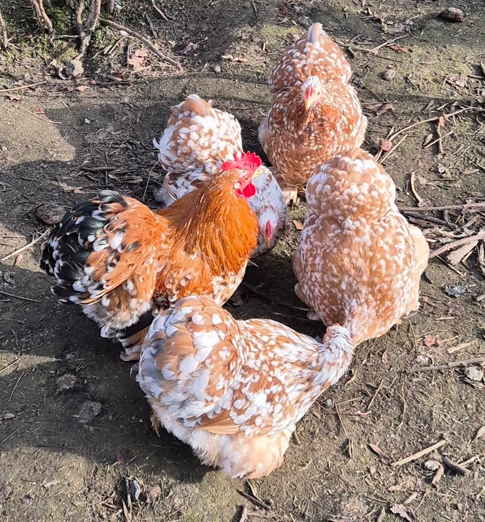 Broedeieren cochin porselein, Dieren en Toebehoren, Pluimvee