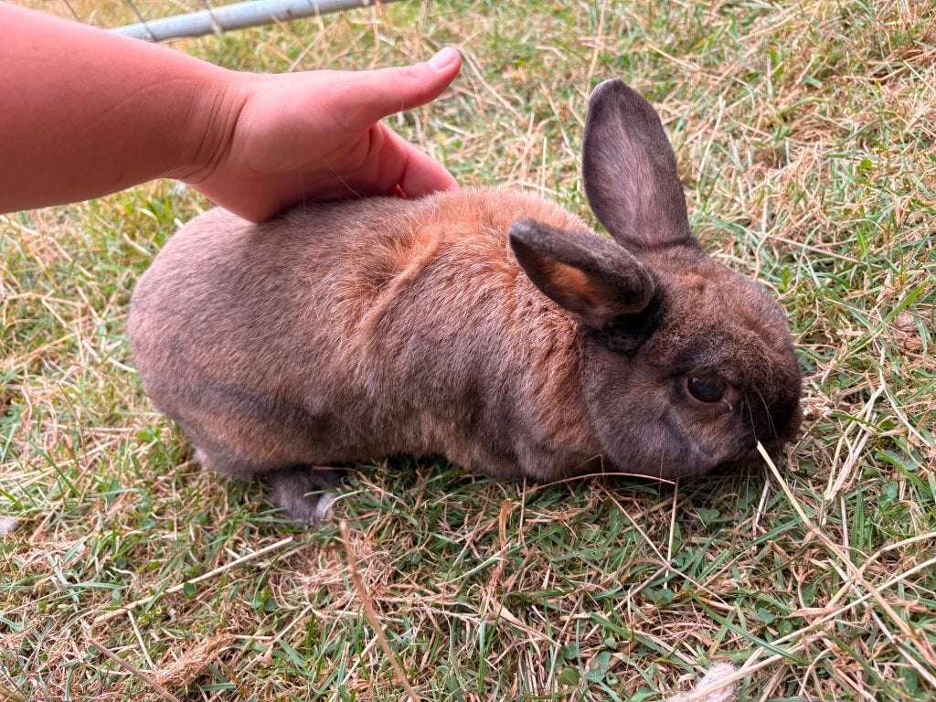 Lapin, Animaux & Accessoires, Plusieurs animaux, Taille moyenne, Oreilles tombantes, 0 à 2 ans