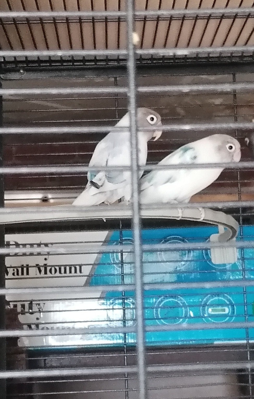 agapornide personata