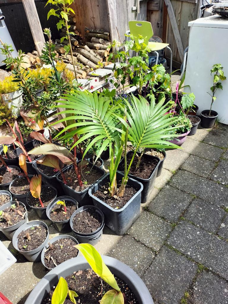 Tuin planten voor in de zon, Tuin en Terras, Ophalen, Zomer