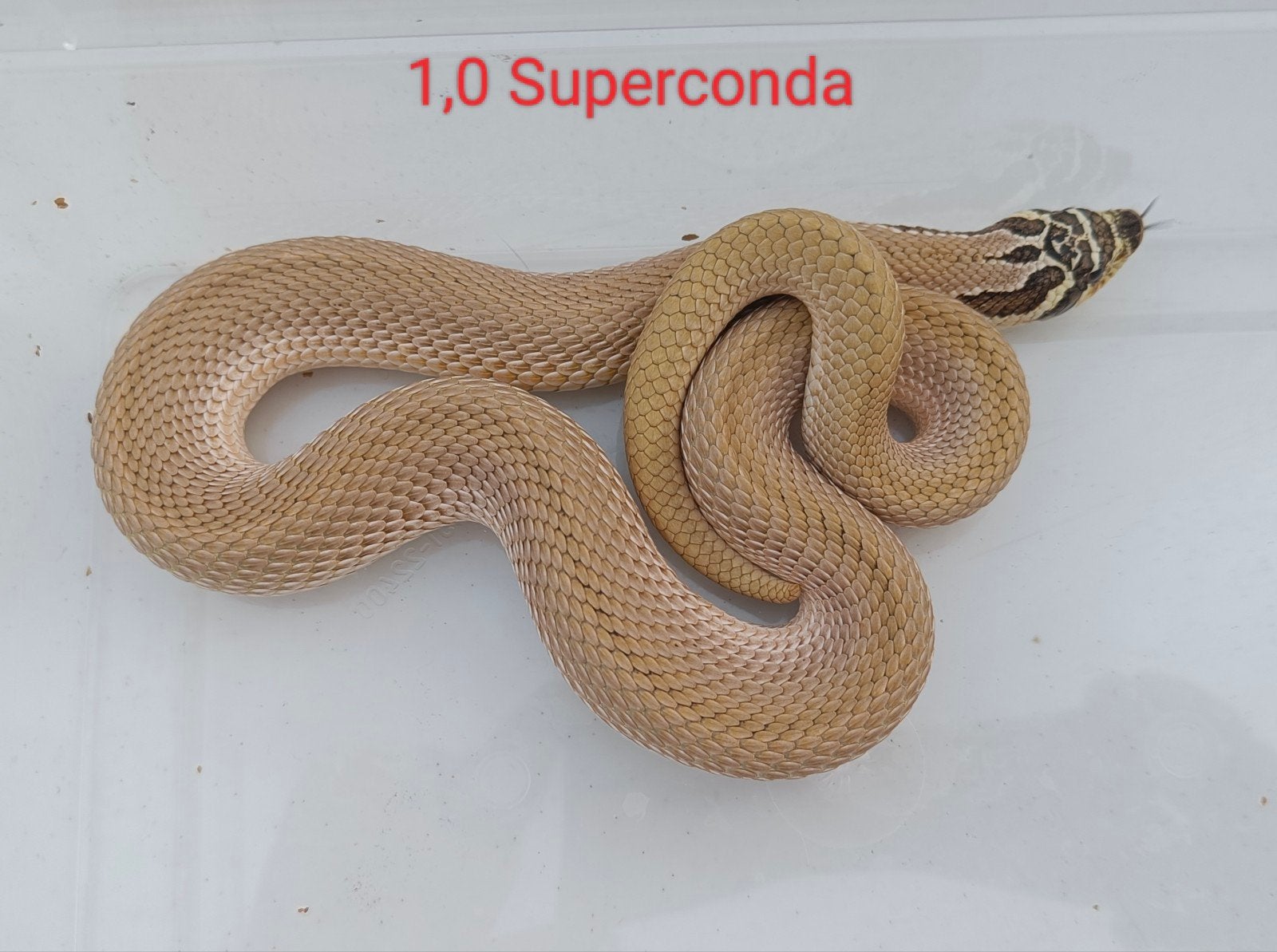 Haakneusslangen - Heterodon nasicus, Slang, Tam, 3 tot 6 jaar