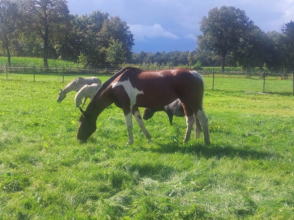 Lieve 18 jarige bonte merrie, Dieren en Toebehoren, Paarden, Merrie, Minder dan 160 cm, Niet van toepassing, Gechipt