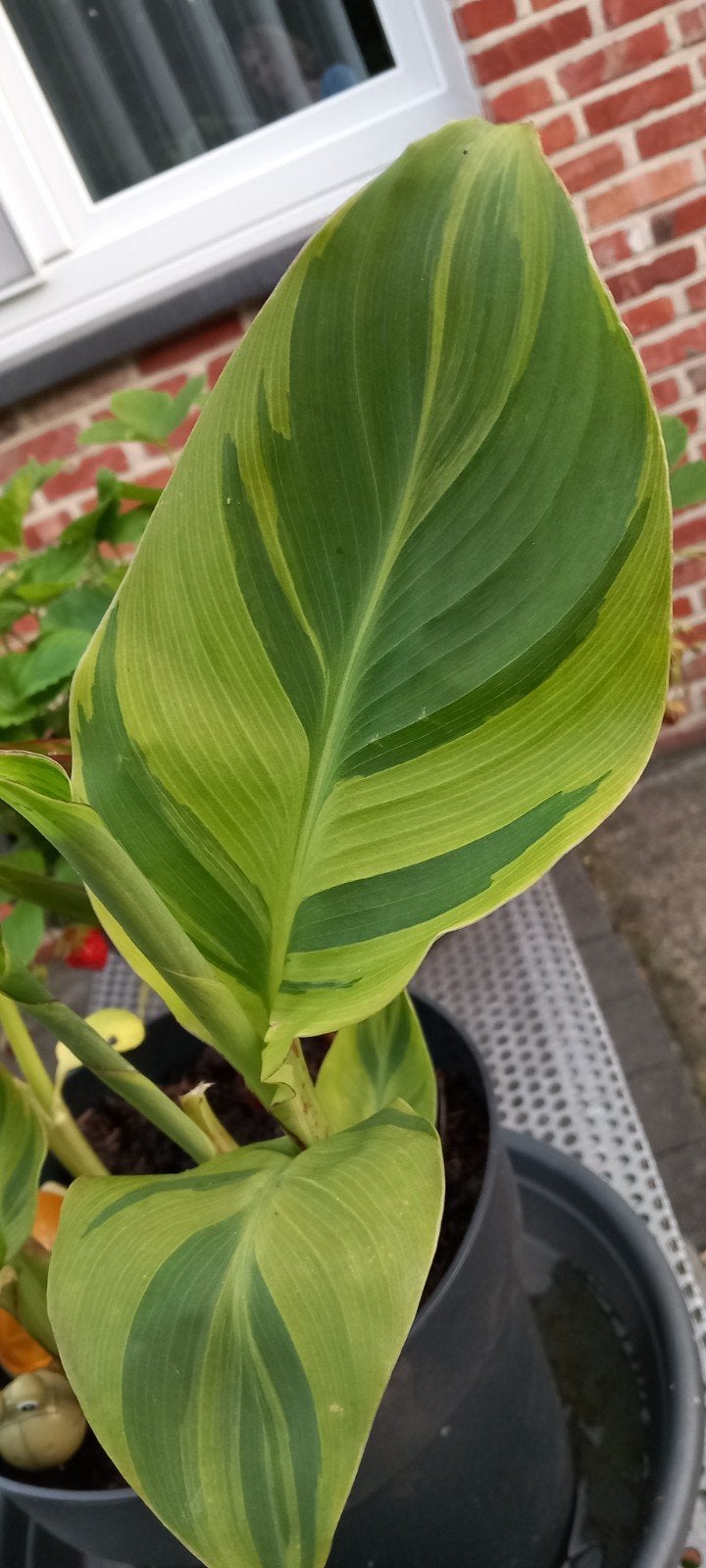 Canna wolfsong, Ophalen