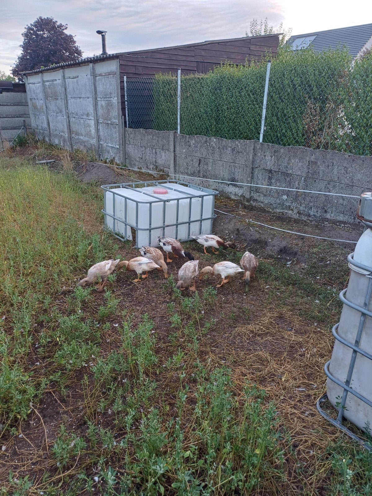 loopeenden, Dieren en Toebehoren