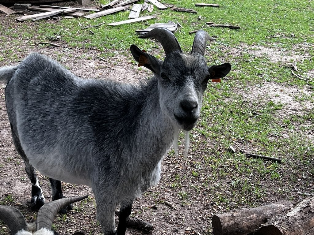 geitenbokje, Dieren en Toebehoren, Mannelijk, Geit, 3 tot 5 jaar