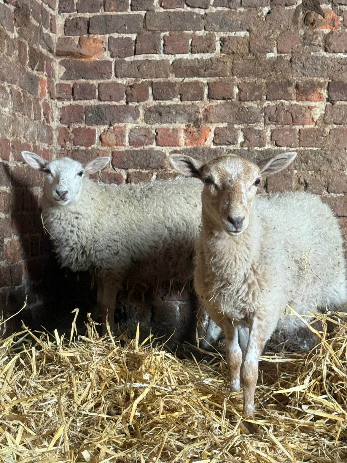 2 jonge ooitjes, Dieren en Toebehoren
