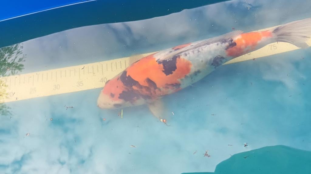 Koi Showa Isa, Dieren en Toebehoren, Karper of Koi