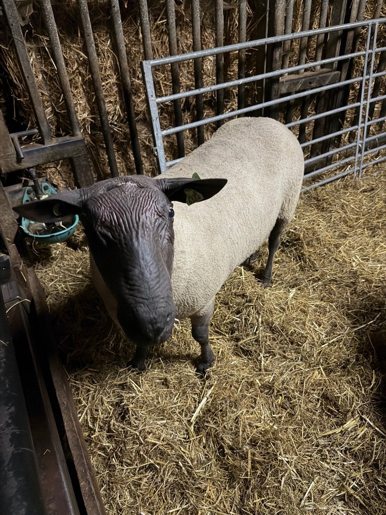Dekram Bleu du Maine, Dieren en Toebehoren, Mannelijk, Schaap, 3 tot 5 jaar