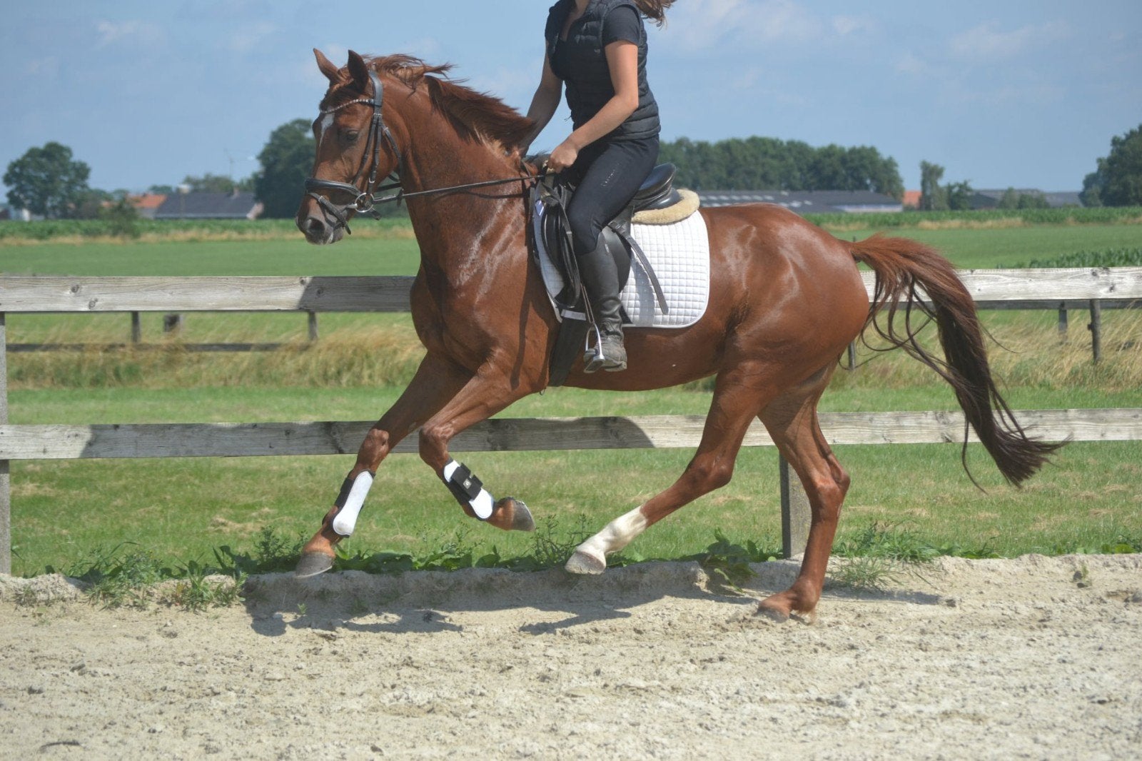 Hele lieve brave kwpn merrie, Animaux & Accessoires, Chevaux, Jument