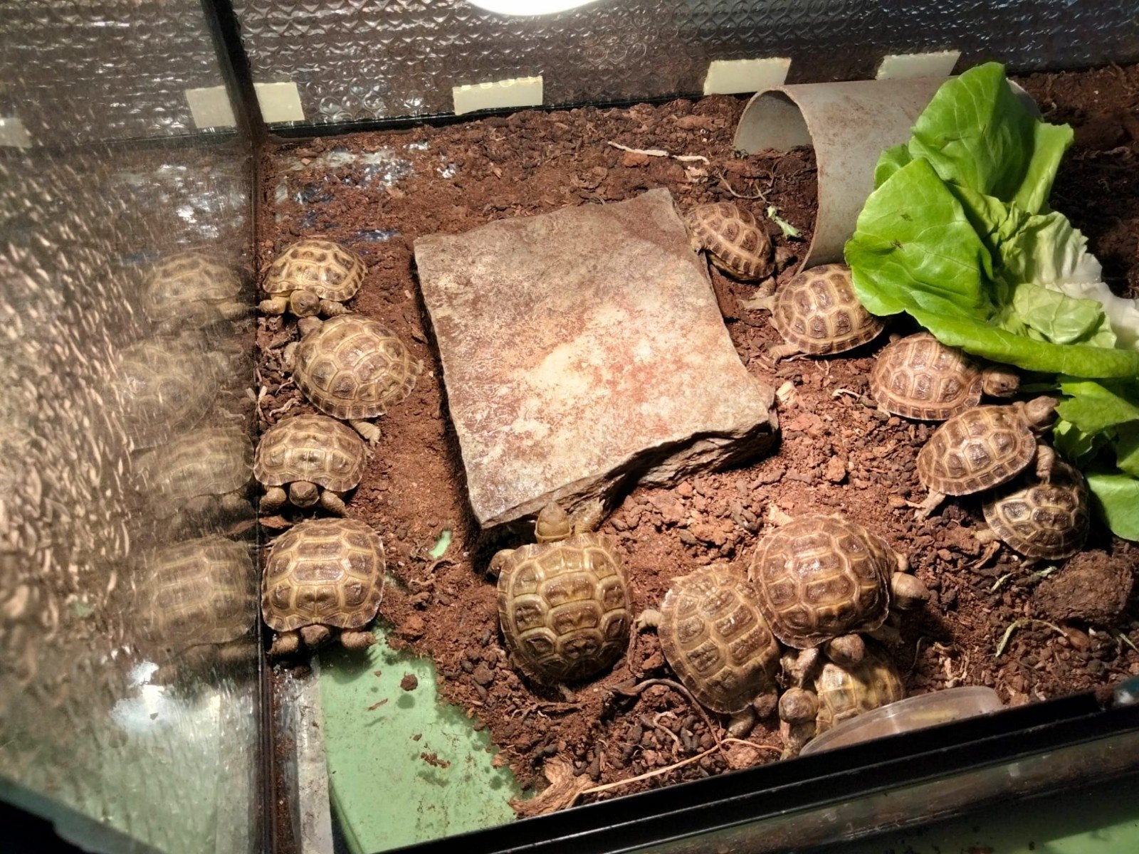 russiche 4 teen landschildpad, Schildpad, 0 tot 2 jaar