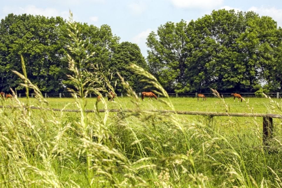 Zoek weide, Dieren en Toebehoren, Stalling en Weidegang, Weidegang