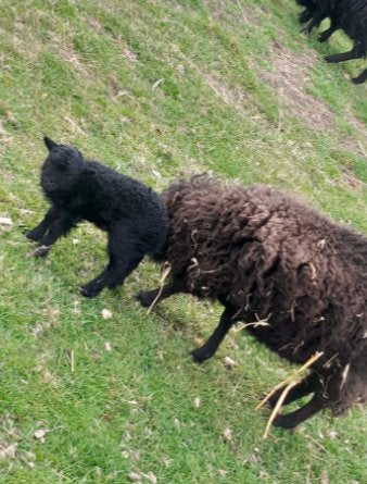 stamboek ouessant rammen lammeren ramlam, Dieren en Toebehoren, Mannelijk, Schaap, 0 tot 2 jaar