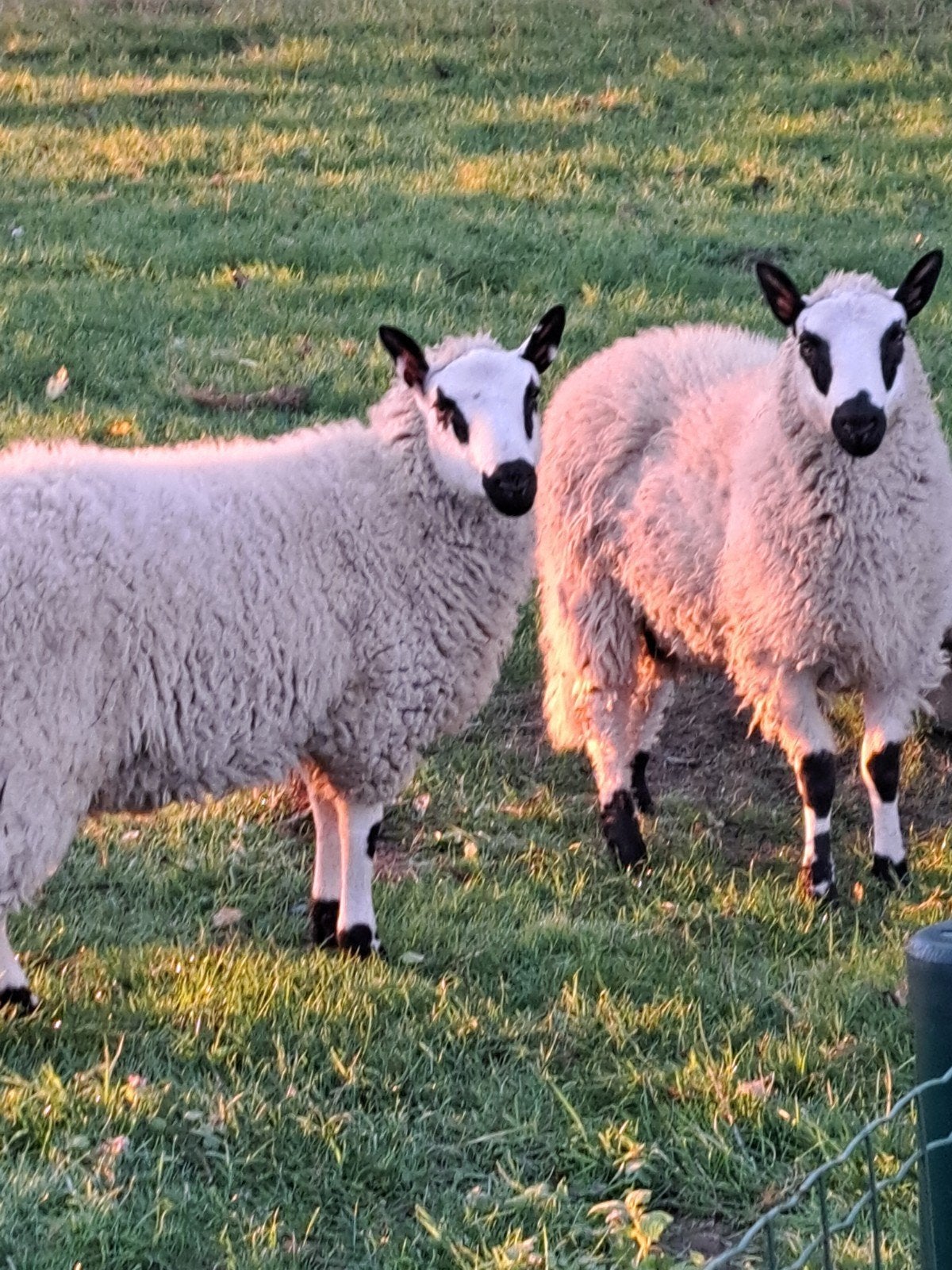 kerry hille ram schapen, Mannelijk, Schaap, 0 tot 2 jaar