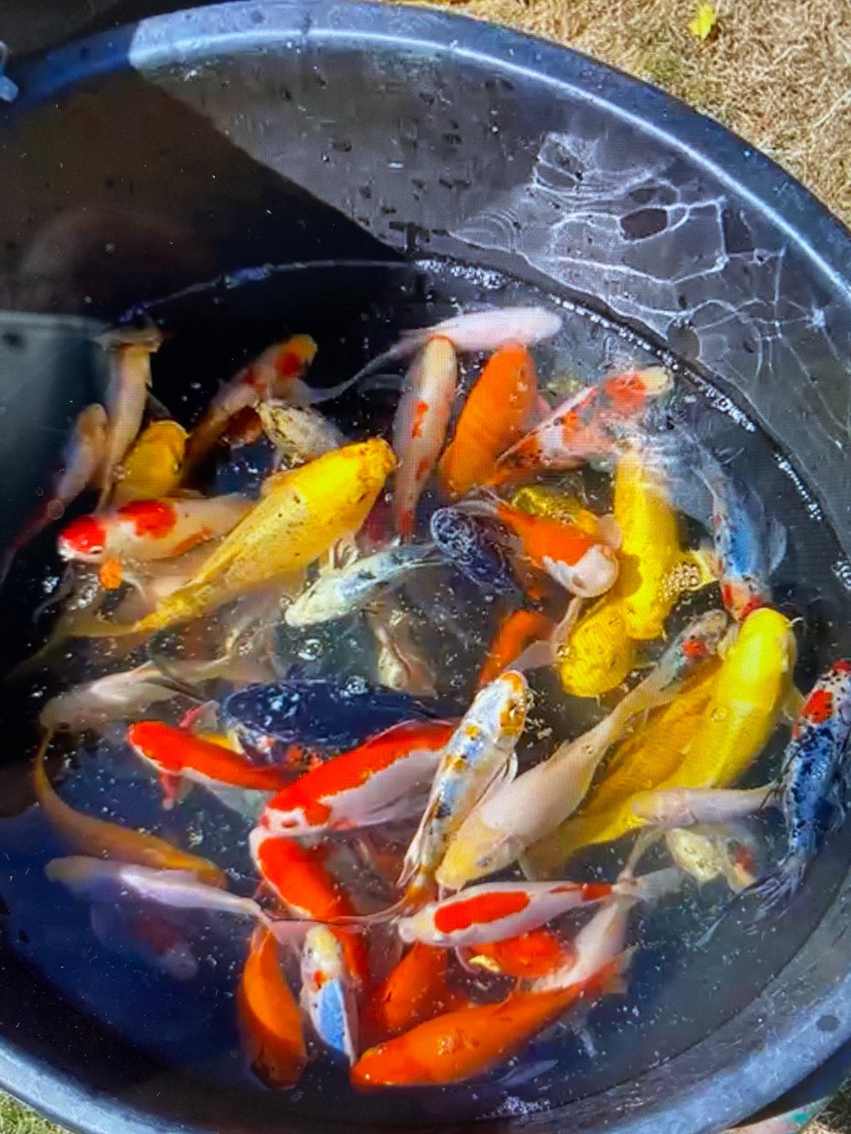 Vijver vissen, Dieren en Toebehoren, Vissen | Vijvervissen, Goudvis(sen)
