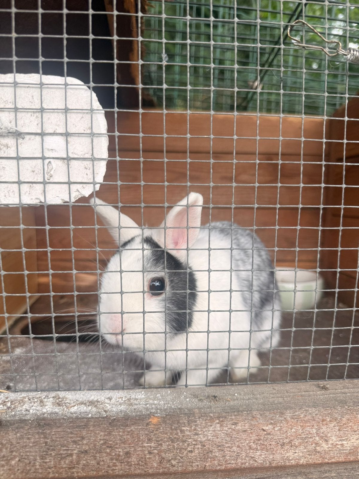 2 dwergkonijnen, Dieren en Toebehoren, Konijnen, Dwerg, Meerdere dieren