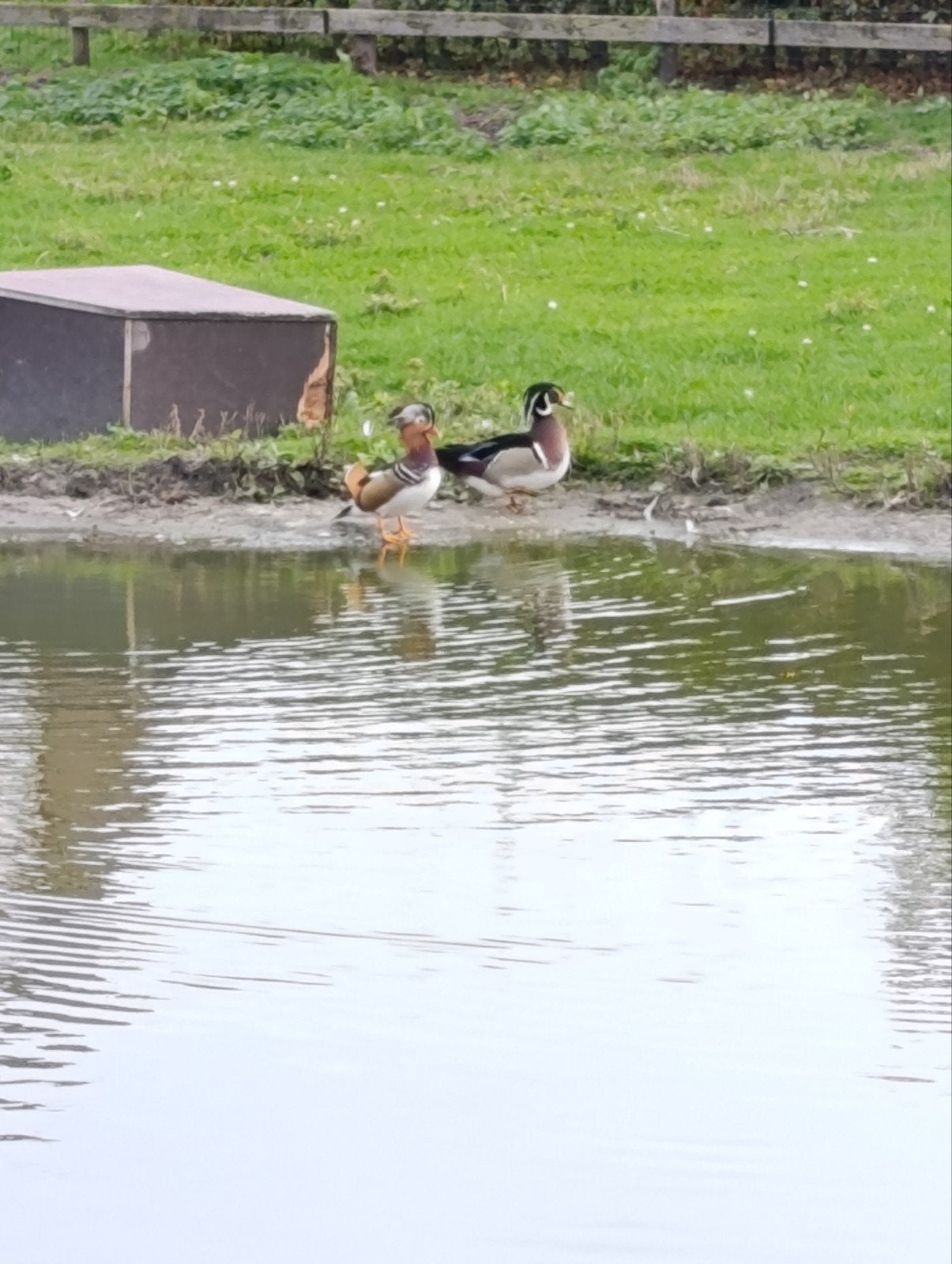 Mandarijn eend en Carolina eend, Dieren en Toebehoren, Pluimvee, Eend