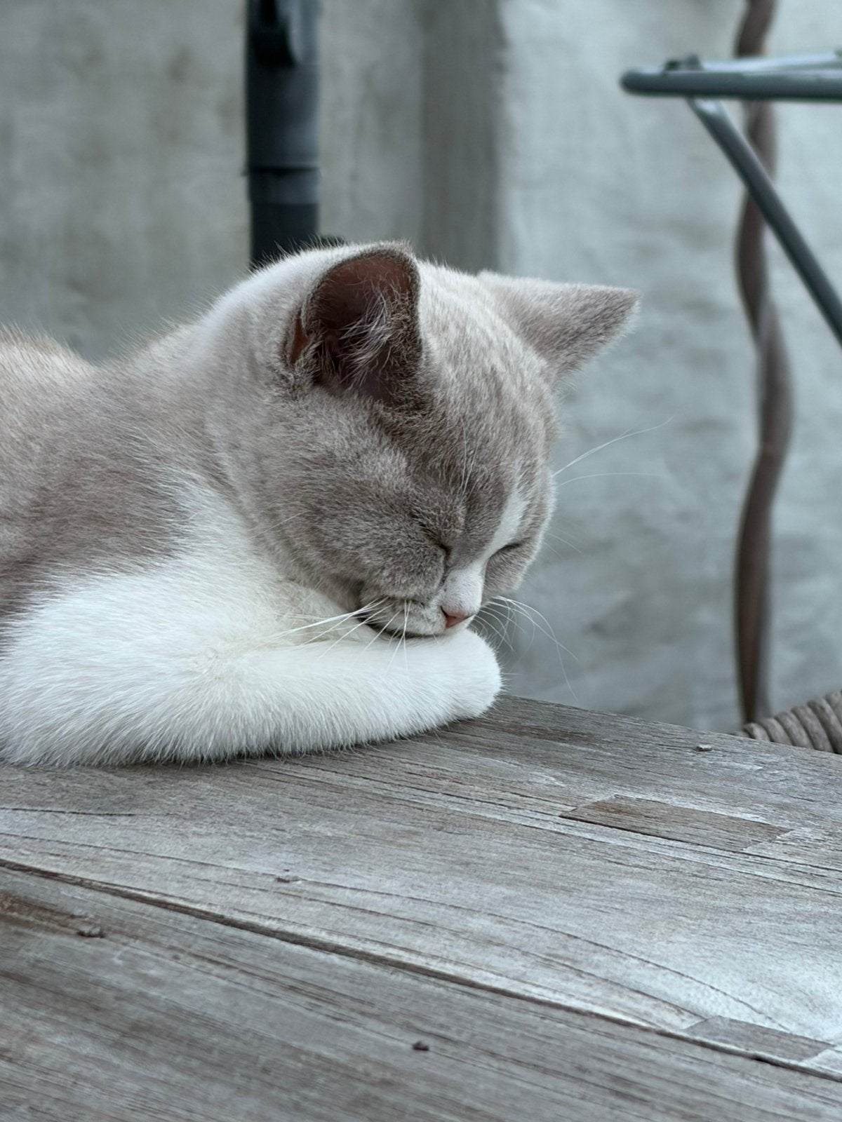 Brits Korthaar kittens te koop, Meerdere dieren, Gechipt, 0 tot 2 jaar