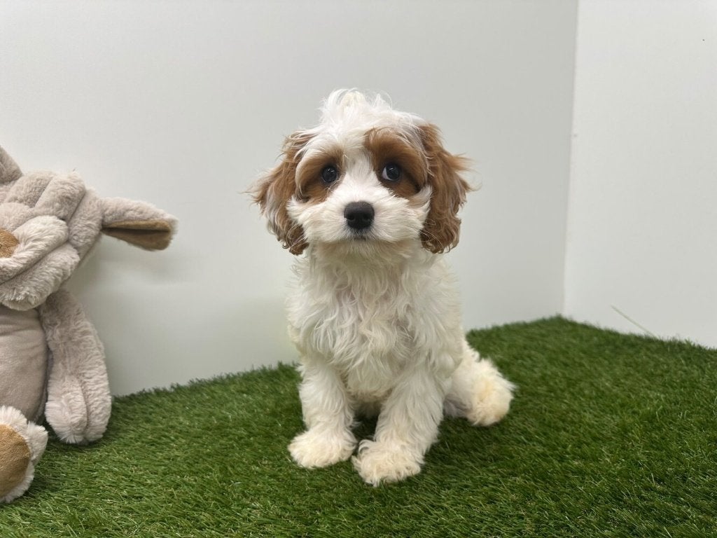 Portée de chiots Cavapoo (F2), Maladie de Carré (chiens), Chienne, Belgique, Un chien