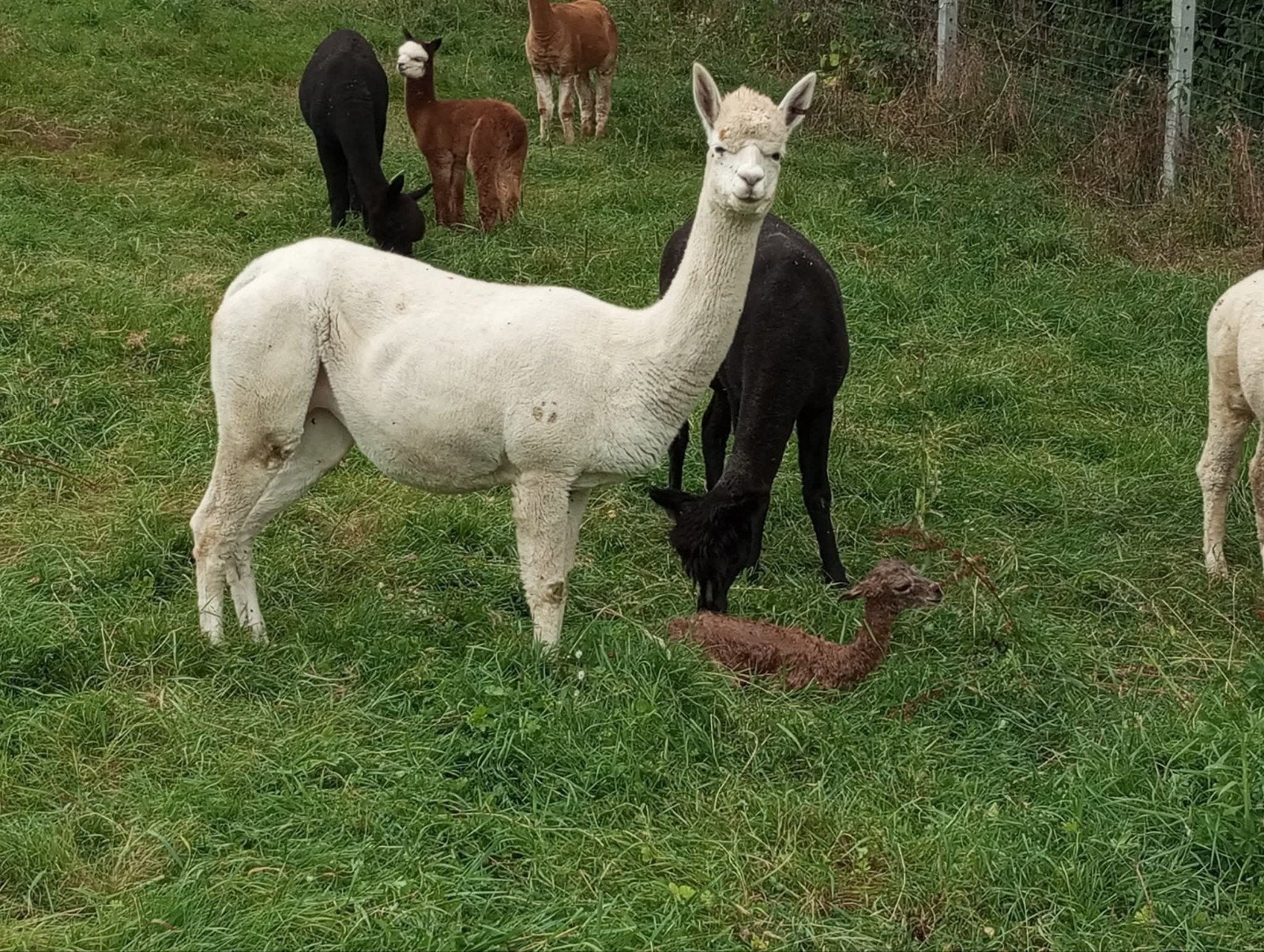 alpaca merrie met stamboom, Dieren en Toebehoren, Januari, Vrouwelijk