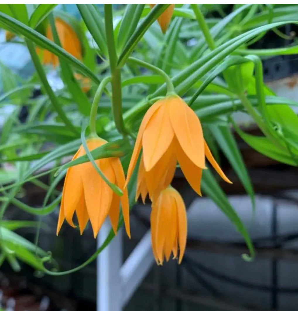 Gloriosa modesta, Jardin & Terrasse, Bulbes & Semences, Enlèvement, Oignon