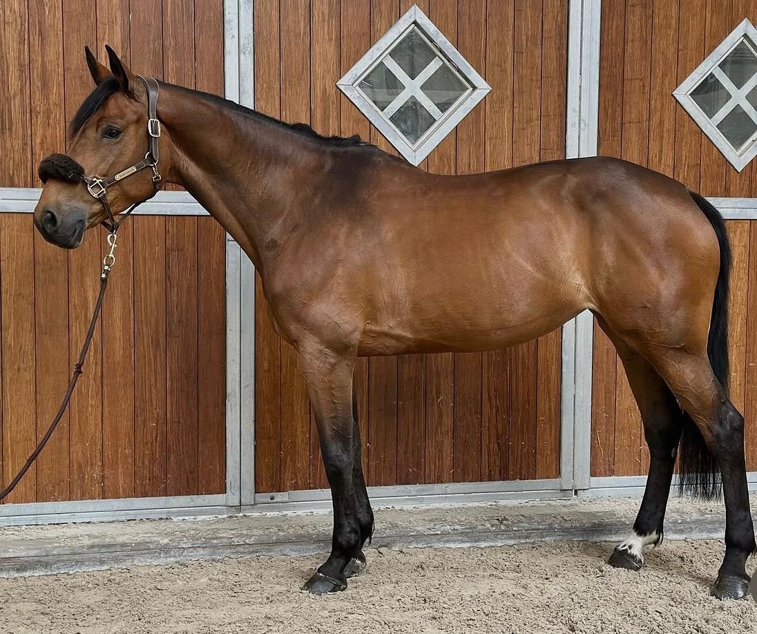 11-jarige schoolmeester spring merrie, Dieren en Toebehoren, Merrie, Springpaard, Met stamboom, M