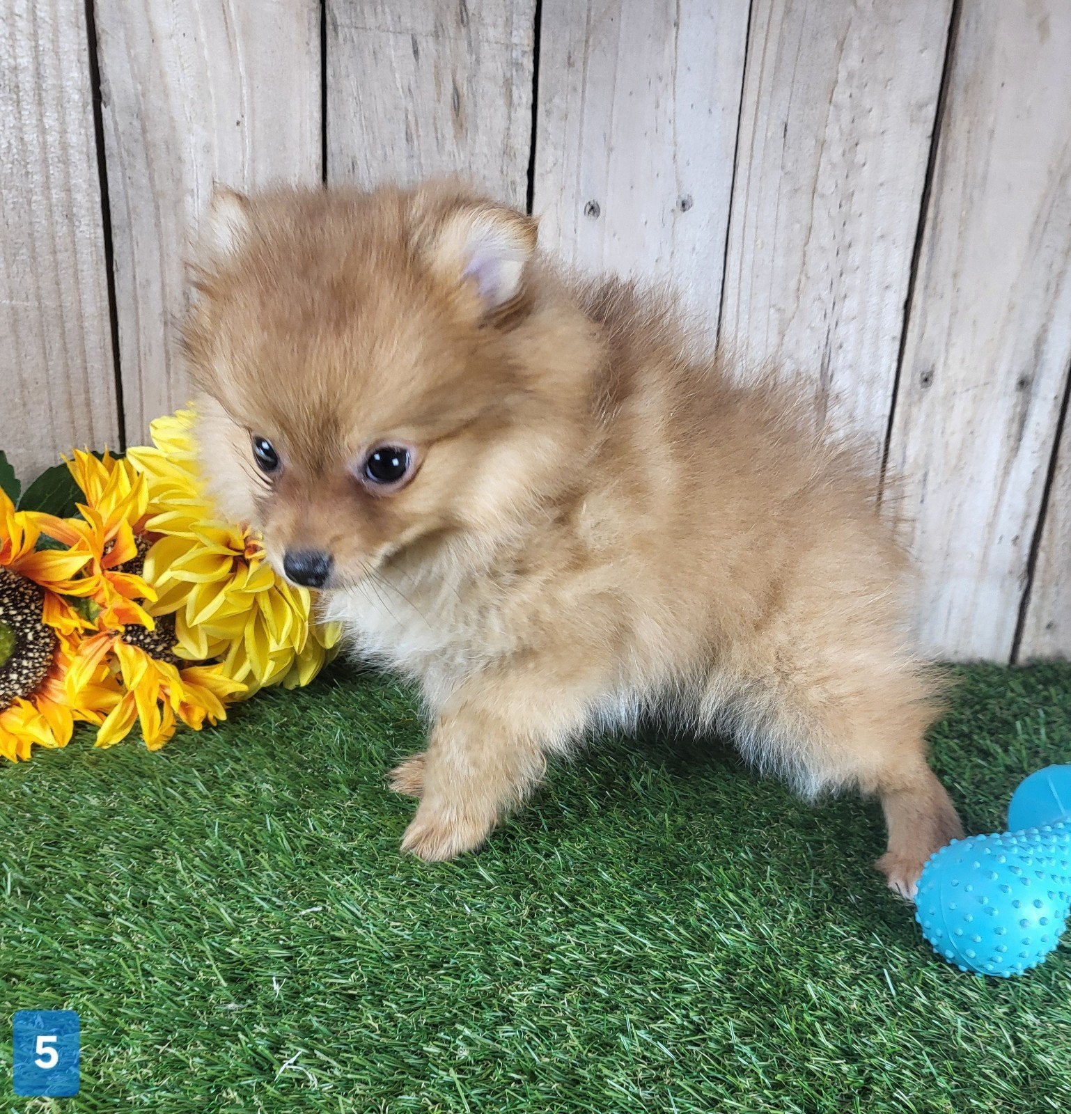 Pomeriaan pup / dwergkees pup / pomeranian pup / pom pup, Loulou, Maladie de Carré (chiens), Plusieurs, Belgique