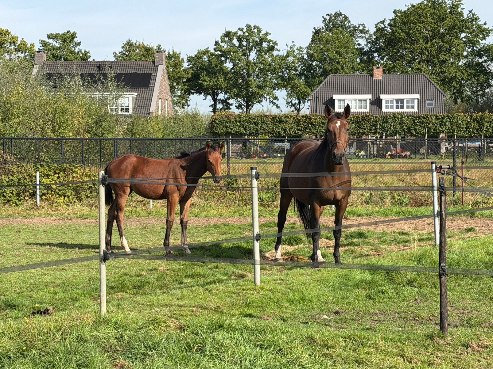 Drachtige fokmerrie, Dieren en Toebehoren, Merrie, Springpaard, Met stamboom, 7 tot 10 jaar