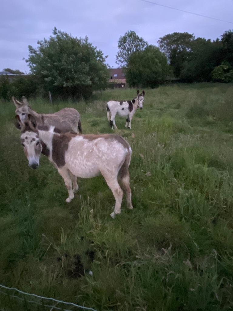 Gevlekte ezel, Poney de récréation, Étalon, Non dressé, 3 à 6 ans